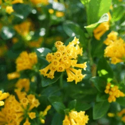 Juiced™ Orange Jessamine -Flower Shop CestrumJuicedOrangeP1184599 1080x1080 06bdbae