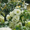 Double Take Eternal White™ Flowering Quince