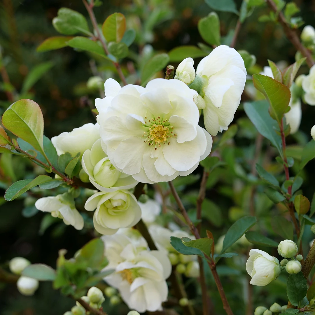 Double Take Eternal White™ Flowering Quince 2 Double Take Eternal White™ Flowering Quince - Image 2