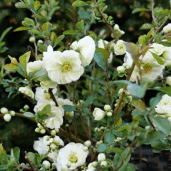 Double Take Eternal White™ Flowering Quince 7 Double Take Eternal White™ Flowering Quince -Flower Shop ChaenomelesDoubleTakeEternalWhiteP1151363 1080x1080 ea480fc