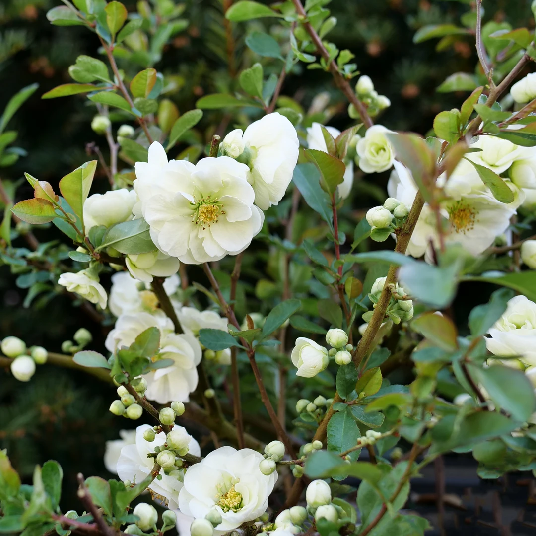 Double Take Eternal White™ Flowering Quince 3 Double Take Eternal White™ Flowering Quince - Image 3