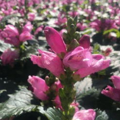'Hot Lips' Pink Turtlehead (Chelone) 7 'Hot Lips' Pink Turtlehead (Chelone) -Flower Shop Chelone hot lips 800x800 95f10f8