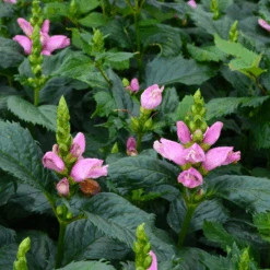'Hot Lips' Pink Turtlehead (Chelone) 9 'Hot Lips' Pink Turtlehead (Chelone) -Flower Shop CheloneHotLips 800x800 ad0da34