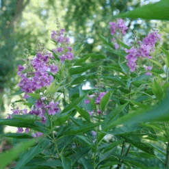 El Niño™ Chitalpa -Flower Shop ChitalpaElNinoP1207523 1080x1080 9bbd7b3