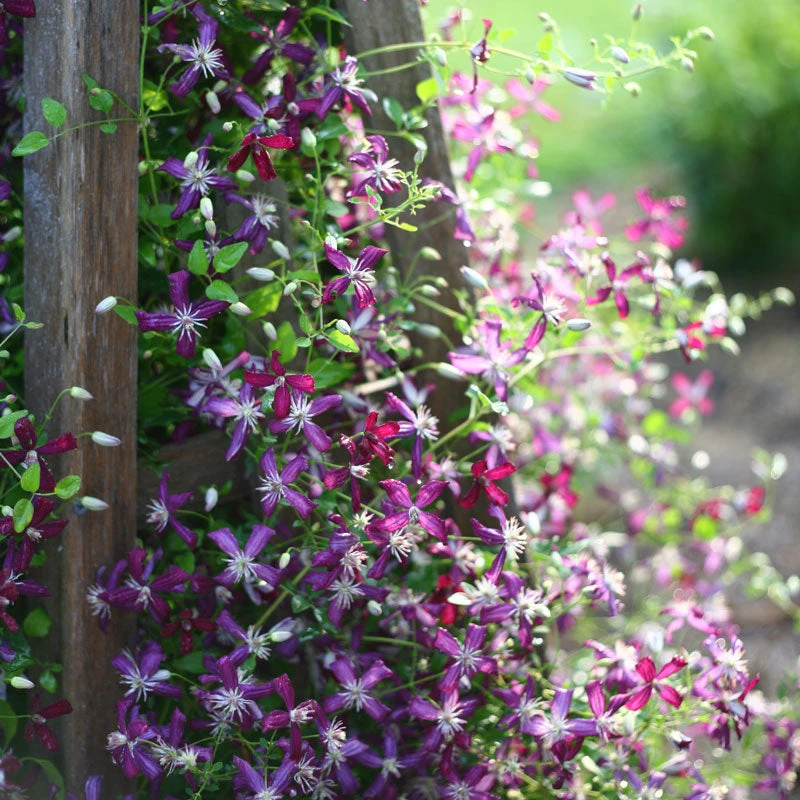 'Sweet Summer Love' Clematis 1 'Sweet Summer Love' Clematis