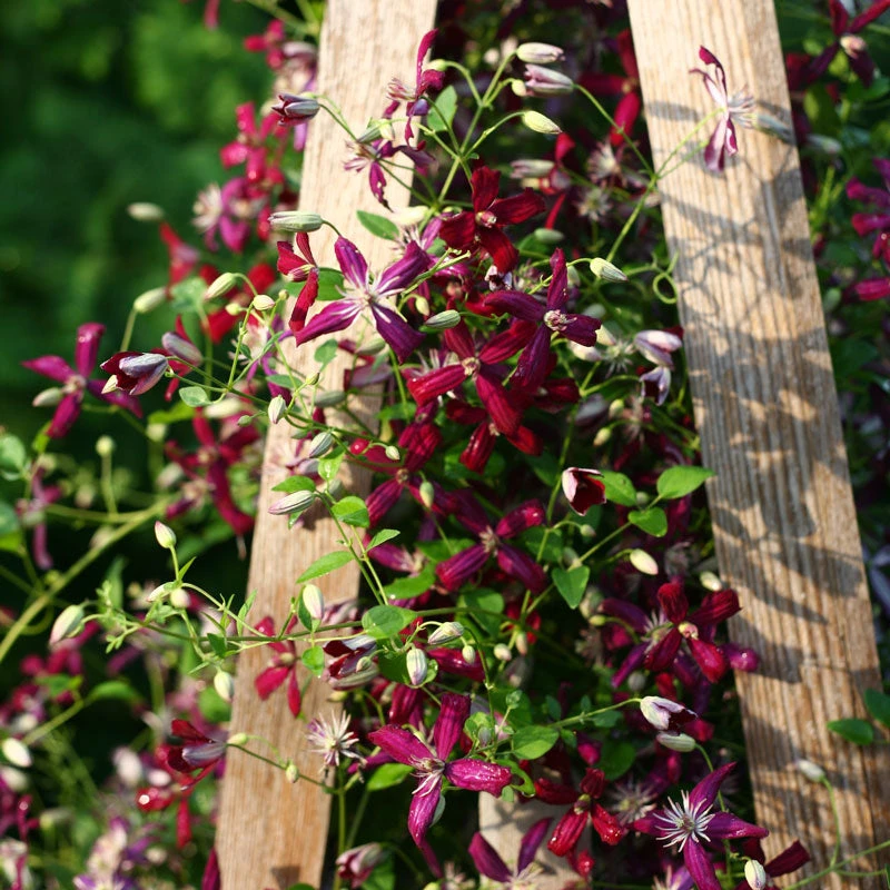 'Sweet Summer Love' Clematis 2 'Sweet Summer Love' Clematis - Image 2