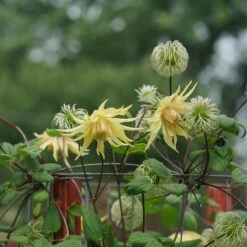 Funyella™ Clematis -Flower Shop Clematis Funyella DSC00293 800 800 60