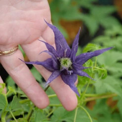 Sparky® Blue Clematis -Flower Shop Clematis Sparky Blue 2 P