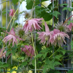 Sparky® Pink Clematis -Flower Shop Clematis Sparky Pink 3 P