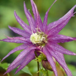 Sparky® Purple Clematis