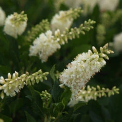 Sugartina® 'Crystalina' Summersweet -Flower Shop Clethra Sugartina Crystalina 3 P