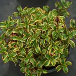Waxwing™ Gold Mirror Bush -Flower Shop Coprosma Waxwing Gold 3