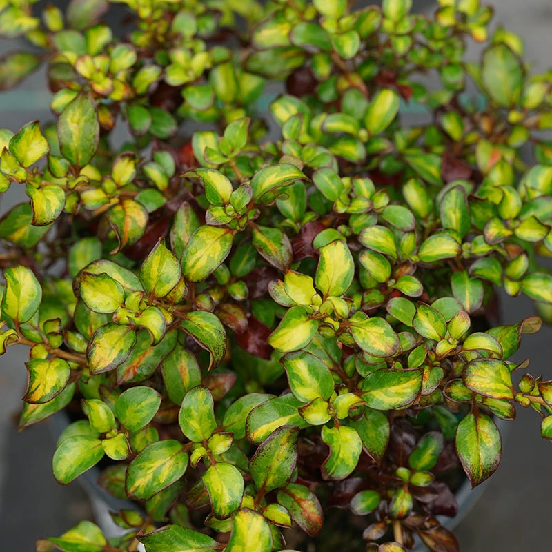 Waxwing™ Lime Mirror Bush 1 Waxwing™ Lime Mirror Bush