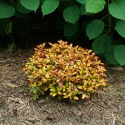 Waxwing™ Orange Mirror Bush 8 Waxwing™ Orange Mirror Bush -Flower Shop Coprosma Waxwing Orange 4