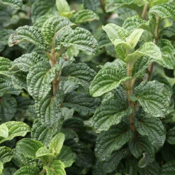 Pucker Up® Red-Twig Dogwood