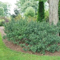 Pucker Up® Red-Twig Dogwood -Flower Shop Cornus Pucker Up 4