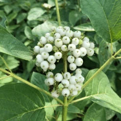 Arctic Fire® Yellow Red-Twig Dogwood -Flower Shop CornusArcticFireYellowIMG 036 1080x1080 e6a8233