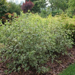 Sgt. Pepper™ Dogwood -Flower Shop Cornus Sgt Pepper P1225334