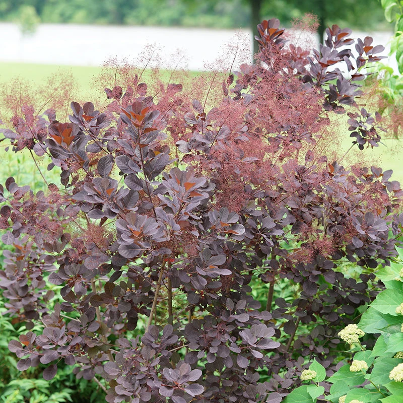 Winecraft Black® Smokebush 2 Winecraft Black® Smokebush - Image 2