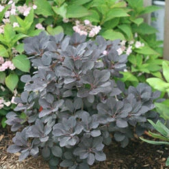 Winecraft Black® Smokebush 11 Winecraft Black® Smokebush -Flower Shop Cotinus Winecraft Black 3 P