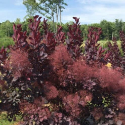 Winecraft Black® Smokebush 13 Winecraft Black® Smokebush -Flower Shop Cotinus Winecraft Black 5 P