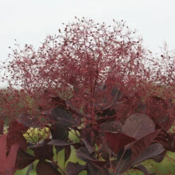 Winecraft Black® Smokebush 15 Winecraft Black® Smokebush -Flower Shop Cotinus Winecraft Black 7 P