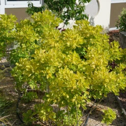 Winecraft Gold® Smokebush -Flower Shop Cotinus Winecraft Gold 4