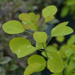 Winecraft Gold® Smokebush -Flower Shop Cotinus Winecraft Gold 5