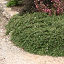 Little Dipper® Cotoneaster -Flower Shop Cotoneaster Little Dipper 3