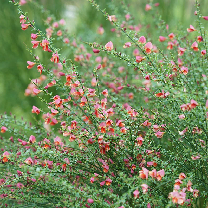 Sister Rosie® Scotch Broom 1 Sister Rosie® Scotch Broom