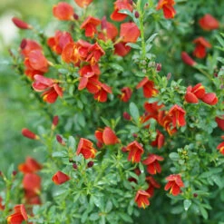 Sister Redhead® Scotch Broom -Flower Shop Cytisus Sister Redhead 3 P
