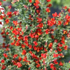 Sister Redhead® Scotch Broom -Flower Shop Cytisus Sister Redhead 4 P