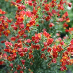 Sister Redhead® Scotch Broom -Flower Shop Cytisus Sister Redhead 5 P