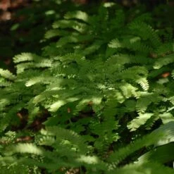 Northern Maidenhair Fern (Adiantum) -Flower Shop DETA3 397