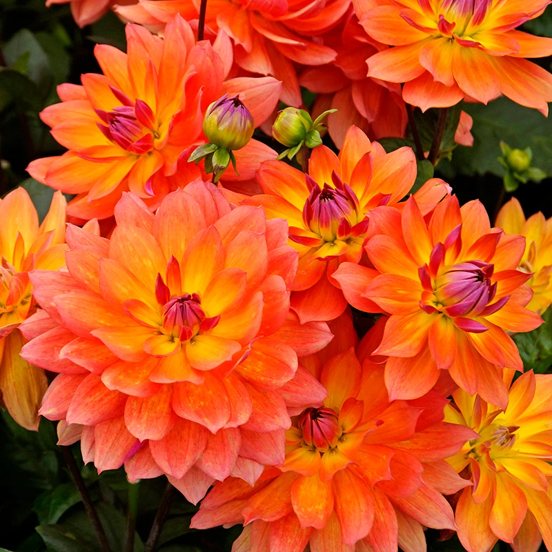 'Firepot' Dahlia 1 'Firepot' Dahlia