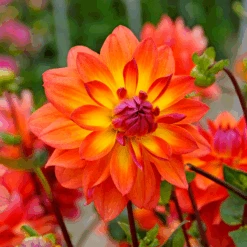 'Firepot' Dahlia 9 'Firepot' Dahlia -Flower Shop DahliaFirepot 150908gbo052