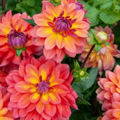 'Firepot' Dahlia 13 'Firepot' Dahlia -Flower Shop DahliaFirepot 242307