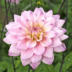 'Karma Prospero' Dahlia