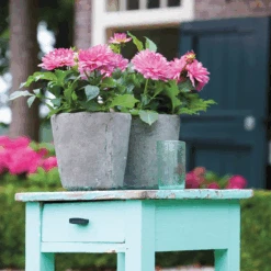 'Karma Prospero' Dahlia 6 'Karma Prospero' Dahlia -Flower Shop DahliaKarmaProspero 205865