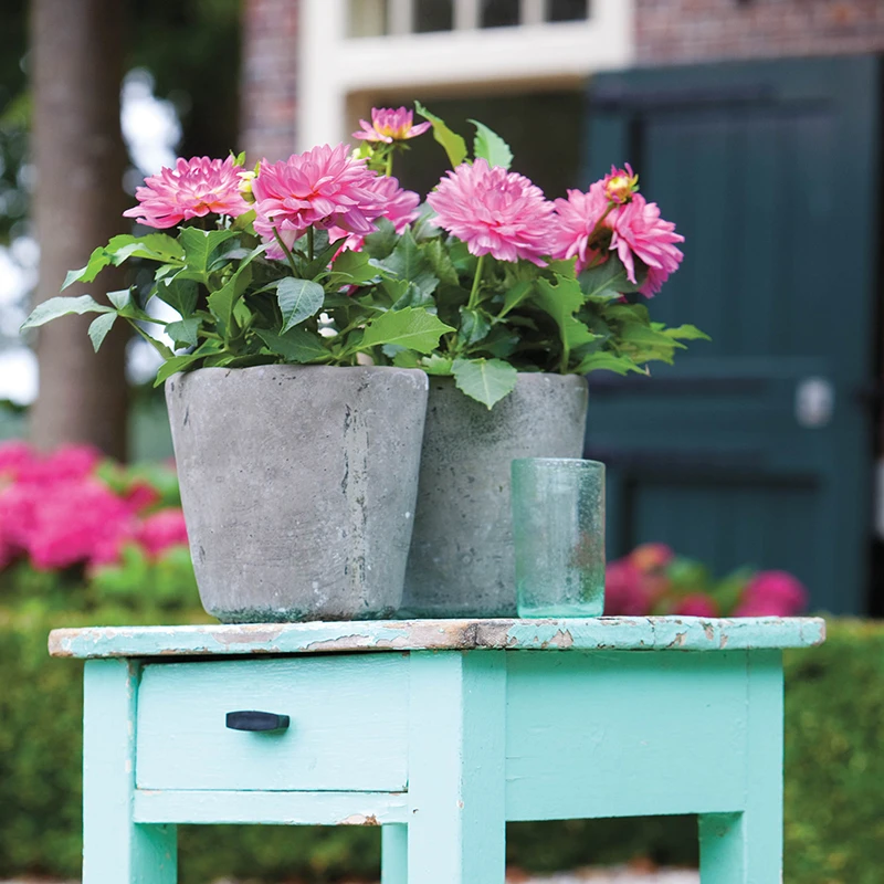 'Karma Prospero' Dahlia 3 'Karma Prospero' Dahlia - Image 3