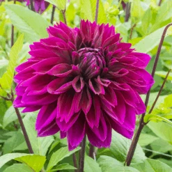 'Thomas A. Edison' Dahlia -Flower Shop DahliaThomasAEdison 170821gbo055