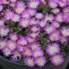 Hot Cakes® 'Fig Fusion' Ice Plant