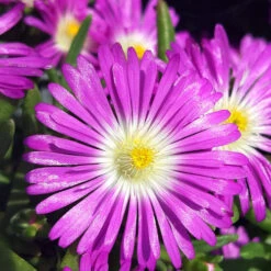 Wheels Of Wonder® Purple Wonder Ice Plant