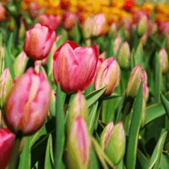 'Design Impression' Tulip -Flower Shop DesignImpressionTulip 2 5221bd4d 1297 4cfa aa8a 81202a6115cc