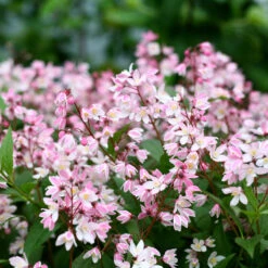 Yuki Cherry Blossom® Deutzia -Flower Shop Deutzia Yuki Cherry Blossom 4 P