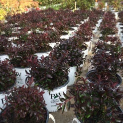 Yuki Cherry Blossom® Deutzia -Flower Shop Deutzia Yuki Cherry Blossom 6 P