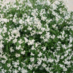 Yuki Snowflake® Deutzia -Flower Shop Deutzia Yuki Snowflake 4 P