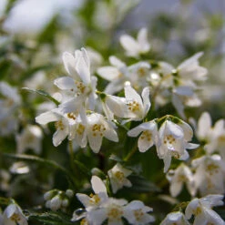 Yuki Snowflake® Deutzia -Flower Shop Deutzia Yuki Snowflake 5 P
