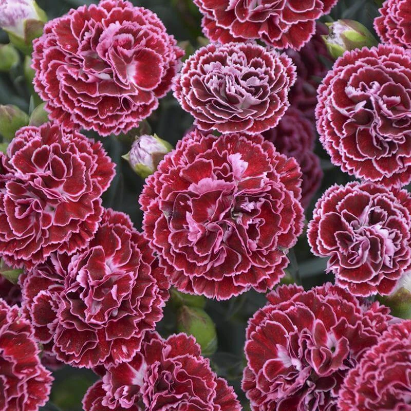 Fruit Punch® 'Cherry Vanilla' Dianthus 1 Fruit Punch® 'Cherry Vanilla' Dianthus