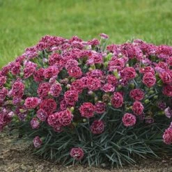 Fruit Punch® 'Cherry Vanilla' Dianthus 9 Fruit Punch® 'Cherry Vanilla' Dianthus -Flower Shop Dianthus Cherry Vanilla 2 P sw